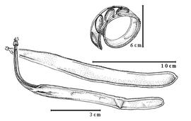  Fruit and seed:  A. psilophylla  (H.A.T. Harms) R.S. Cowan - bottom fruits, top seed in situ.
