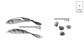  Fruit and seed:  A. battandieri  (R.C.J.E. Maire) C. Raynaud - valves and seeds.
