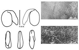  Cotyledon, embryo, and testa:  A. battandieri  (R.C.J.E. Maire) C. Raynaud - embryo, cotyledons, and testa SEMs.
