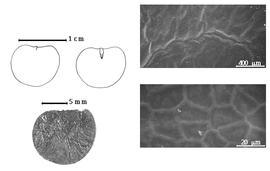  Seed, cotyledon, embryo, and testa:  A. platycarpa  F. Pellegrin - top left cotyledon concealing radicle (L) and embryonic axis (R), bottom left seed, testa SEMs.
