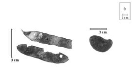  Fruit and seed:  A. blackii  (F.J.H. von Mueller) R. Geesink - fruits and seed.
