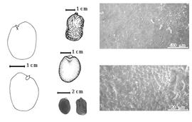  Seed, cotyledon, embryo, and testa:  B. insignis  G. Bentham - top left center seed topography;  B. plurijuga  H.A.T. Harms - left center seed topography, far left cotyledon emarginate and split concealing all but tip of radicle (above) and embryonic axis (below), testa SEMs;  B.  spp. - bottom left center seeds.
