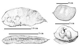  Fruit and seed:  B. diphylla  H.A.T. Harms - bottom left fruit;  B. fassoglensis  Kotschy ex Schweinfurth - top left fruit, bottom right seeds in situ;  B. winitii  W.G. Craib - top right fruit.
