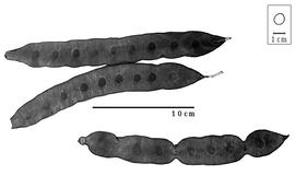  Fruit:  B. blanchetii  (G. Bentham) R.C. Barneby & J.W. Grimes - fruits.
