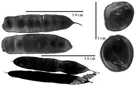  Fruit and seed:  B. blanchetii  (G. Bentham) R.C. Barneby & J.W. Grimes - fruits and seeds.
