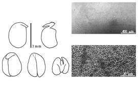  Cotyledon, embryo, and testa:  B. bituminosa  (C. Linnaeus) C.D.F. Meisner - embryo, cotyledons, and testa SEMs.
