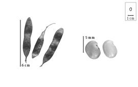  Fruit and seed:  B. speciosus  (H. Bolus) H.A.T. Harms - fruits and seeds.
