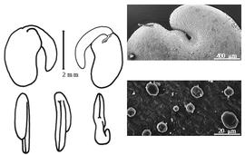  Cotyledon, embryo, and testa:  B. rhodesiana  Corbishley - embryo, cotyledons, and testa SEMs.
