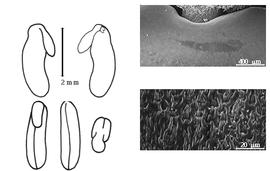  Seed, cotyledon, embryo, and testa:  B. edulis  Hutchinson & Burtt Davy - bottom far left seed topography, top left cotyledon notched and concealing radicle or nearly so (L) and embryonic axis (R);  B. spiciformis  G. Bentham - testa SEMs; B. spp. - bottom left center seeds.
