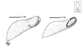  Fruit and seed:  B. filicifolia  Baillon - left fruit, right seed in situ.
