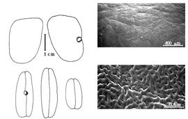  Cotyledon, embryo, and testa:  B. santosii  R.S. Cowan - embryo, cotyledons, and testa SEMs.
