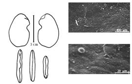  Cotyledon, embryo, and testa:  B. monosperma  (J.B.A.P. de M. de Lamarck) P.H.W. Taubert - embryo, cotyledons, and testa SEMs.
