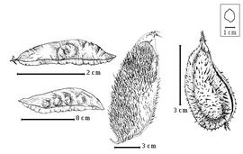  Fruit:  C. cucullata  W. Roxburgh - top left winged fruit;  C. hymenocarpa  (Prain) Hattink - bottom left winged fruit;  C. major  (F.K. Medikus) Dandy & Exell - right spiny fruit;  C. minax  H.F. Hance - center spiny fruit.
