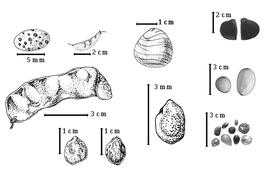  Fruit and seed:  C. arenosa  Wiggins - top far left magnified view of glands on fruit, top left center entire fruit;  C. bonduc  (C. Linnaeus) W. Roxburgh - top center seed topography;  C. gilliesii  Wallroth - bottom left seed topography;  C. sepiaria  W. Roxburgh - bottom left center seed topography;  C. tinctoria  Dombey ex de Candolle - left center entire fruit;  C. vernalis  Champion ex G. Bentham - top far right seeds;  C. viscosa  (Ruiz & Pavon) Macbride - bottom right center seed topography;  C.  spp. - bottom far right and center far right seeds.
