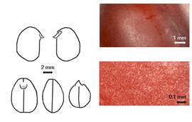  Cotyledon, embryo, and testa:  C. secundiflora  (C.G. de Ortega) G.P. Yakovlev - embryo, cotyledons, asnd testa
