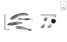  Fruit and seed:  C.  spp. - fruit, valves, and seeds.
