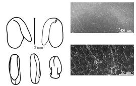  Cotyledon, embryo, and testa:  C. spinosa  (C. Linnaeus) J.H.F. Link - embryo, cotyledons, and testa SEMs.
