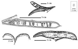  Fruit and seed:  C. trinervia  G. Bentham var. carbonaria (G. Bentham) R.C. Barneby - center dehiscent fruit;  C. houstoni  G. Bentham - bottom right dehiscent fruit;  C. humilus  G. Bentham - bottom left dehiscent fruit; C. pittieri Standley - top center dehiscent fruit.
