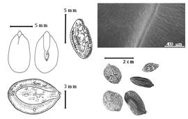  Seed, cotyledon, embryo, and testa:  C. confusa  Sprague ex Riley - bottom left seed topography;  C. eriophylla  G. Bentham - top left cotyledon concealing all but radicle tip (L) and embryonic axis (R), top left center seed topography;  C. humilus  G. Bentham - testa SEM; C. spp. - bottom right seeds.
