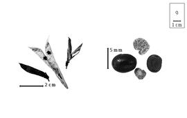  Fruit and seed:  C.  spp. - fruits (closed and dehisced) and seeds.
