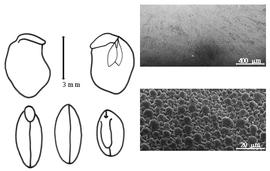  Cotyledon, embryo, and testa:  C. galactoides  (K.S. Kunth) W.B. Hemsley - embryo, cotyledons, and testa SEMs.
