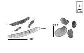  Fruit and seed:  C.  spp. - fruits and seeds.
