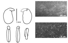  Cotyledon, embryo, and testa:  C. aurea  (W. Aiton) G. Bentham - embryo, cotyledons, and testa SEMs.
