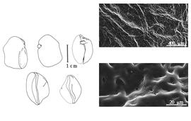  Cotyledon, embryo, and testa:  C. brachystachyum  (A.P. de Candolle) R.S. Cowan - embryo, cotyledons, and testa SEMs.
