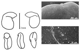  Cotyledon, embryo, and testa:  C. uniflora  T. Kirk - embryo, cotyledons, and testa SEMs.
