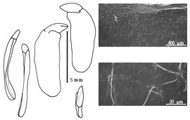  Cotyledon, embryo, and testa:  C. astragalina  A.H.R. Grisebach - embryo, cotyledons, and testa SEMs.
