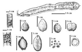  Fruit and seed:  C. fistula  C. Linnaeus - 3rd row top seed topography;  C. grandis  C. Linnaeus - top fruit, 2nd row bottom fruit in transection, 3rd row bottom seed topography;  C. javanica  C. Linnaeus - 5th row bottom free endocarp segment, 2nd row top seed topography;  C. leiandra  G. Bentham - 1st row top endocarp segments in situ, 5th row top free endocarp segment;  C. mannii  D. Oliver - 1st row bottom seeds in situ in fruit with seeds in 2 series;  C. moschata  K.S. Kunth - 4th row top seed topography; C. spp. - 4th row bottom seeds.
