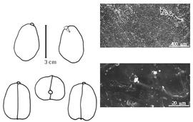  Cotyledon, embryo, and testa:  C. australe  A. Cunningham & C. Fraser ex W.J. Hooker - embryo, cotyledons, and testa SEMs.
