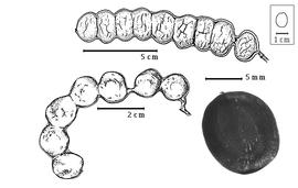  Fruit and seed:  C. umbellatum  (M.H. Vahl) Kostermans - top and left fruits, bottom right seed.
