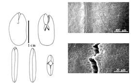  Cotyledon, embryo, and testa:  C. umbellatum  (M.H. Vahl) Kostermans - embryo, cotyledons, and testa SEMs.
