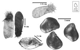  Fruit and seed:  C. paraense  E.L.R. Tulasne - top fruit, bottom seed in situ, and right seeds; C. parceanum J. Hill - left fruits.
