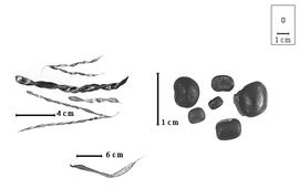  Fruit and seed:  C. plumieri  (J.P.F. Turpin ex C.H. Persoon) G. Bentham - bottom fruit; C. spp. - left fruits and right seeds.
