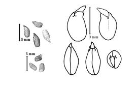  Seed, cotyledon, and embryo:  C. floridana  J. Torrey & A. Gray - upper-left group of 4 seeds, right group with embryo and cotyledons;  C. prismatica  (M. Sessé y Lacastra & J.M. Mociño) M. Thulin - lower-left group of 3 seeds.
