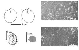  Seed, cotyledon, embryo, and testa:  C. sanguinea  A.C. Hoyle - top left cotyledon notched and split and concealing margins of radicle (L) and embryonic axis (R), bottom far left seed topography, bottom left center seeds, testa SEMs.
