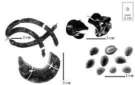  Fruit and seed:  C. foliolosum  (G. Bentham) G.P. Lewis - bottom left fruit;  C. mangense  (N.J. von Jacquin) Britton & J.N. Rose - top left fruit cluster;  C.  spp. - top right fruits, bottom right seeds.
