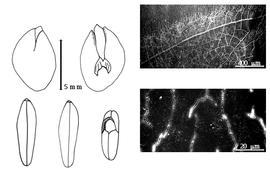  Cotyledon, embryo, and testa:  C. tortum  (C.F.P.S. Martius) Pittier ex R.C. Barneby & J.W. Grimes - embryo, cotyledons, and testa SEMs.
