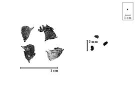  Fruit and seed:  C. stevensonii  T.F. Cheeseman - fruits and seeds.
