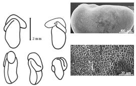  Cotyledon, embryo, and testa:  C. stevensonii  T.F. Cheeseman - embryo, cotyledons, and testa SEMs.
