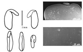  Cotyledon, embryo, and testa:  C. ilicifolium  J.J.H. de Labillardière - embryo, cotyledons, and testa SEMs.
