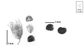  Fruit and seed:  C.  spp. - fruit in calyx, articles, and seeds.
