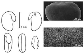  Cotyledon, embryo, and testa:  C. obcordata  (J.L.M. Poiret) R.C. Bakhhuizen van den Brink - embryo, cotyledons, and testa SEMs.
