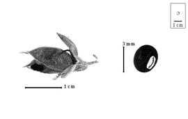  Fruit and seed:  C. argentea  (C.P. Thunberg) C.A. Smith - fruit;  C. parviflora  E.H.F. Meyer - seed.
