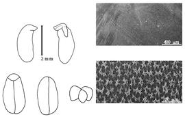  Cotyledon, embryo, and testa:  C. argentea  (C.P. Thunberg) C.A. Smith - embryo, cotyledons, and testa SEMs.
