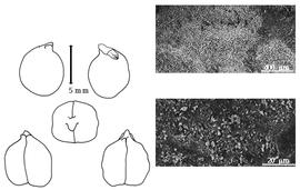  Cotyledon, embryo, and testa:  C. arietinum  C. Linnaeus - embryo, cotyledons, and testa SEMs.
