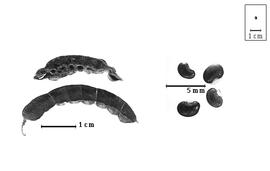  Fruit and seed:  C.  spp. - fruits and seeds.
