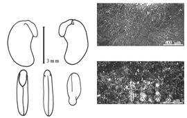  Cotyledon, embryo, and testa:  C. gyroides  (W. Roxburgh ex J.H.F. Link) J.C. Hasskarl - embryo, cotyledons, and testa SEMs.
